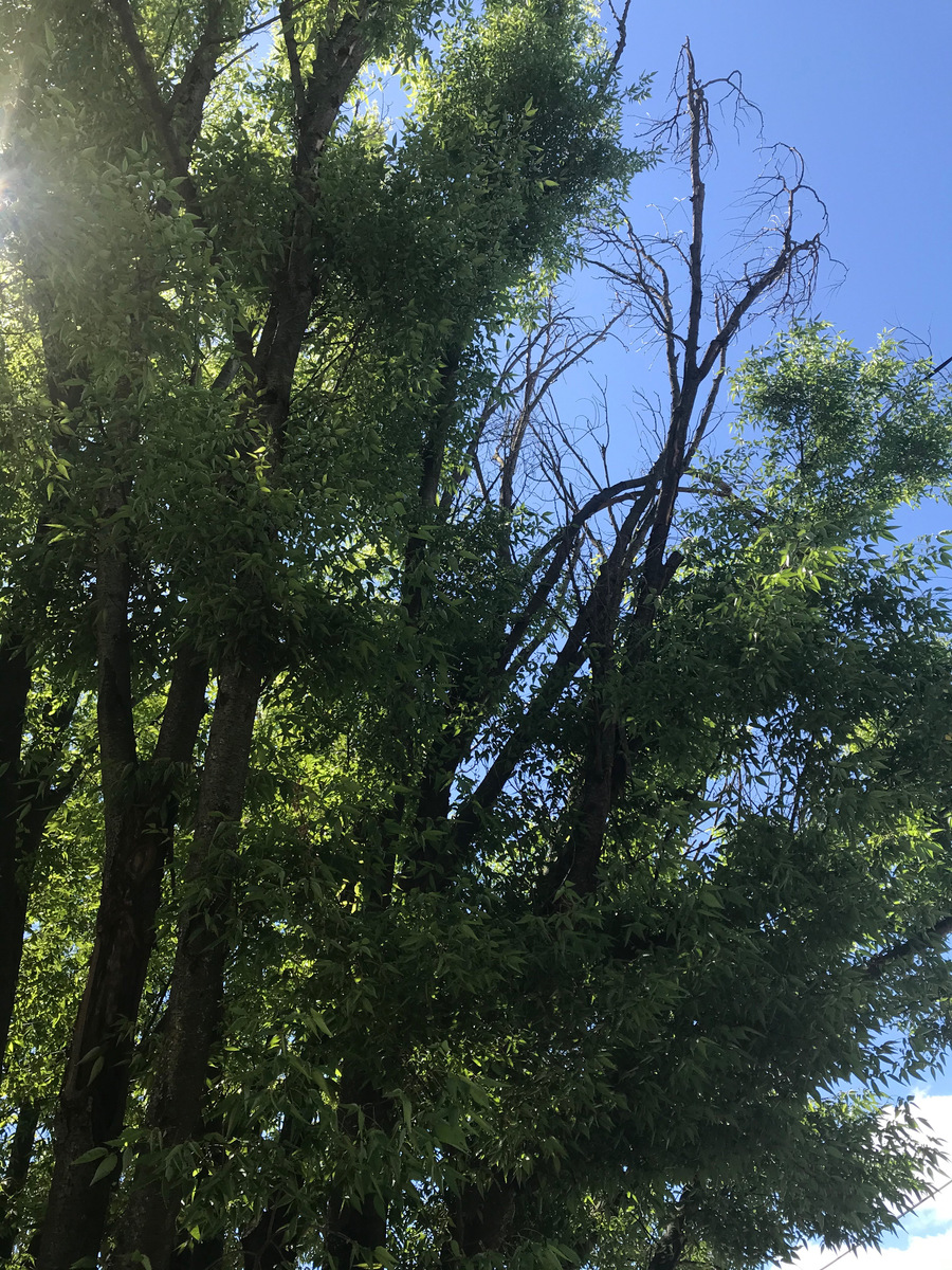 Photographic documentation of the work as submitted to the city's 311 record.