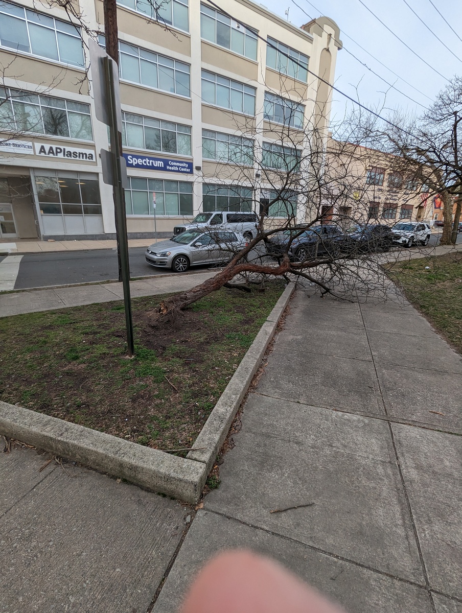 Photographic documentation of the work as submitted to the city's 311 record.