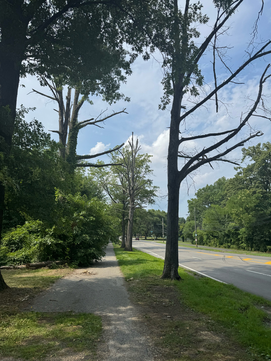 Photographic documentation of the work as submitted to the city's 311 record.