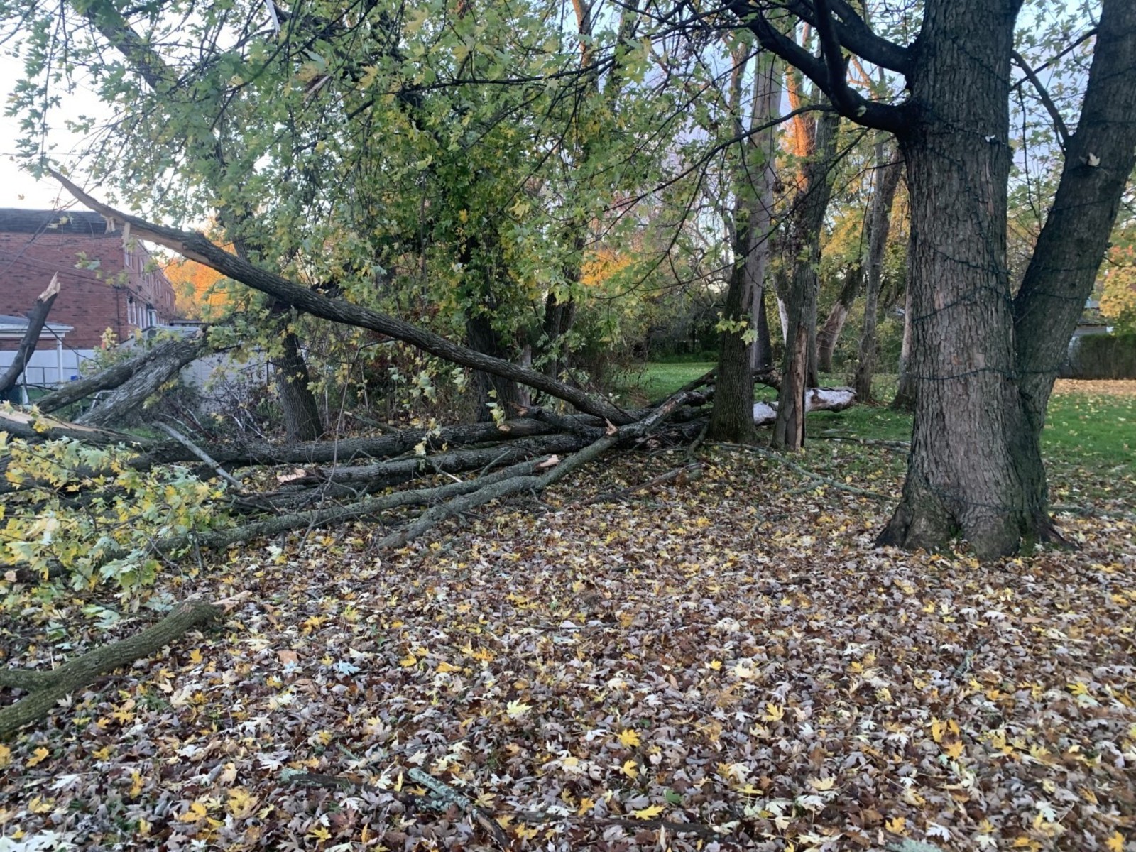 Photographic documentation of the work as submitted to the city's 311 record.