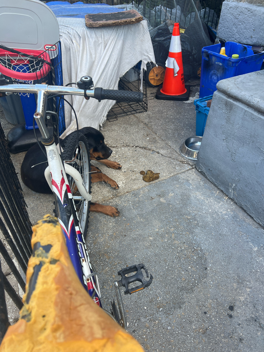 Photographic documentation of the work as submitted to the city's 311 record.