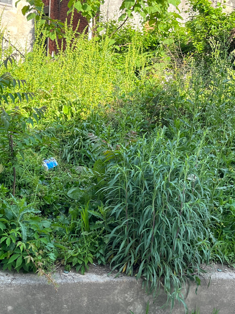 Photographic documentation of the work as submitted to the city's 311 record.