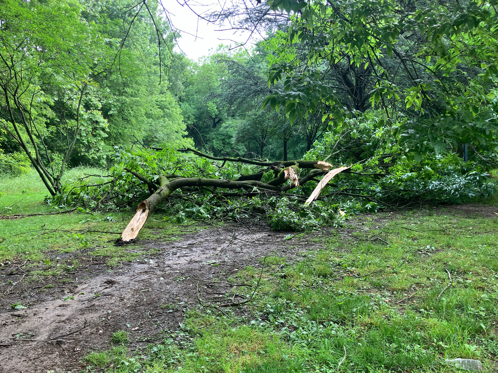 Photographic documentation of the work as submitted to the city's 311 record.