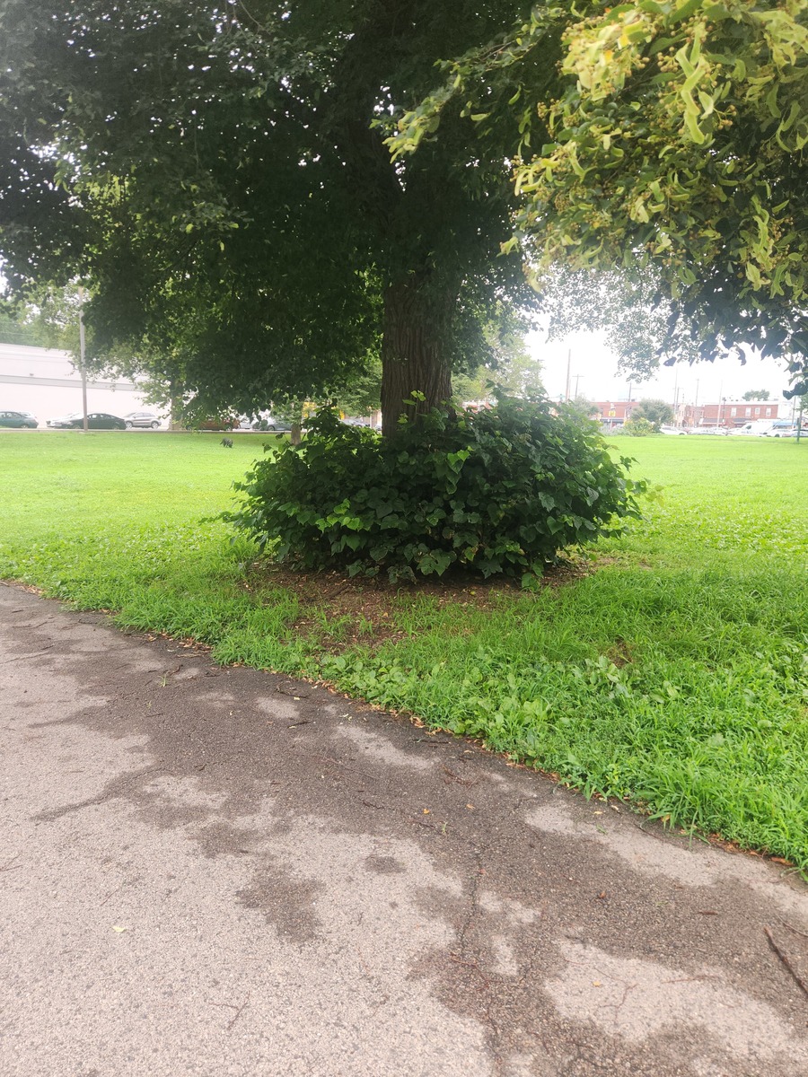 Photographic documentation of the work as submitted to the city's 311 record.