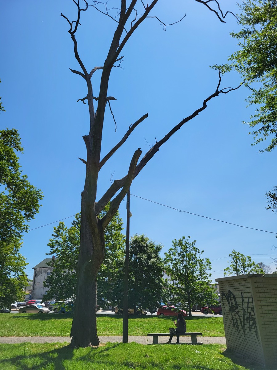Photographic documentation of the work as submitted to the city's 311 record.
