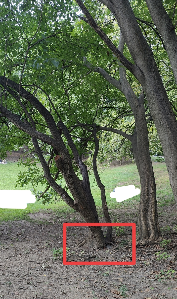 Photographic documentation of the work as submitted to the city's 311 record.