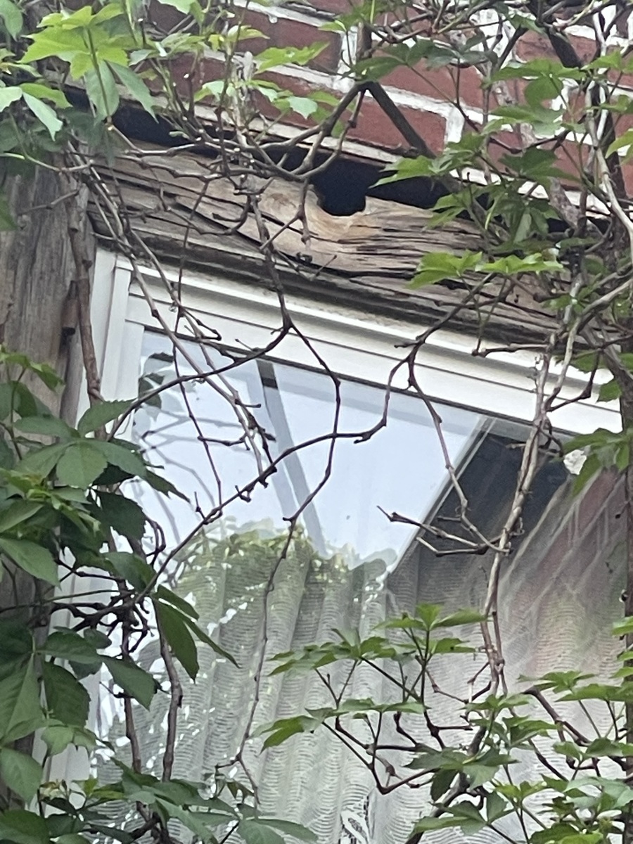 Photographic documentation of the work as submitted to the city's 311 record.