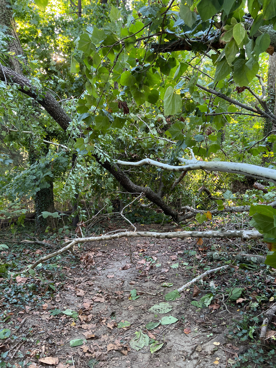 Photographic documentation of the work as submitted to the city's 311 record.