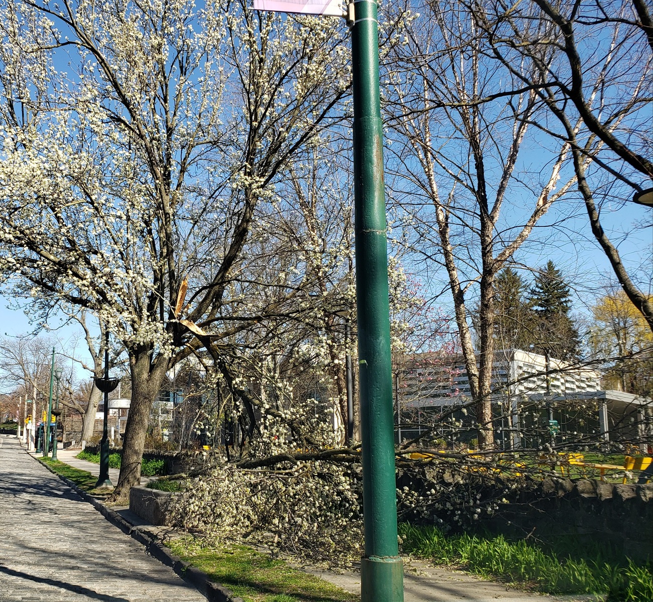 Photographic documentation of the work as submitted to the city's 311 record.