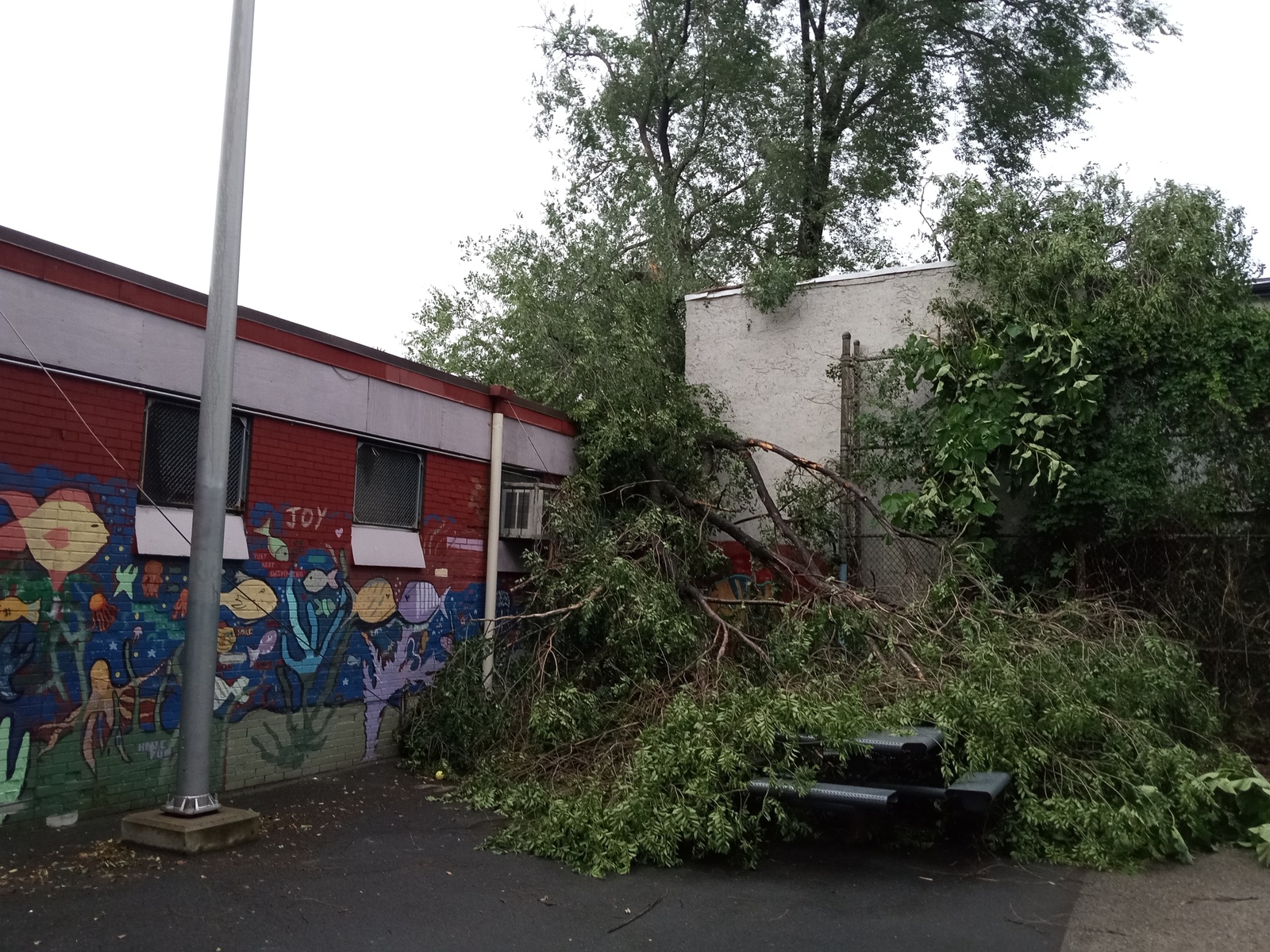 Photographic documentation of the work as submitted to the city's 311 record.