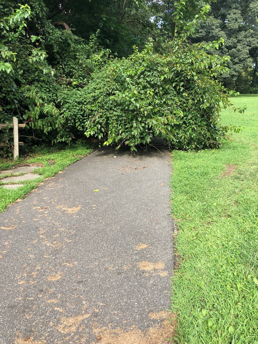 Photographic documentation of the work as submitted to the city's 311 record.