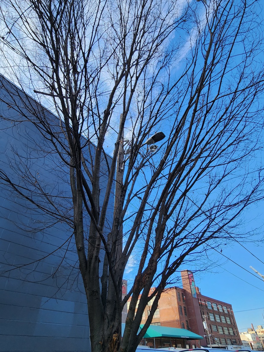Photographic documentation of the work as submitted to the city's 311 record.