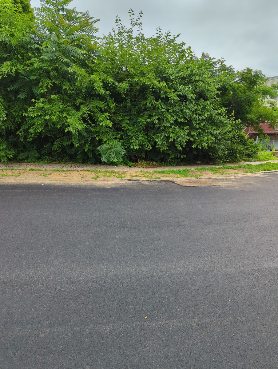 Photographic documentation of the work as submitted to the city's 311 record.