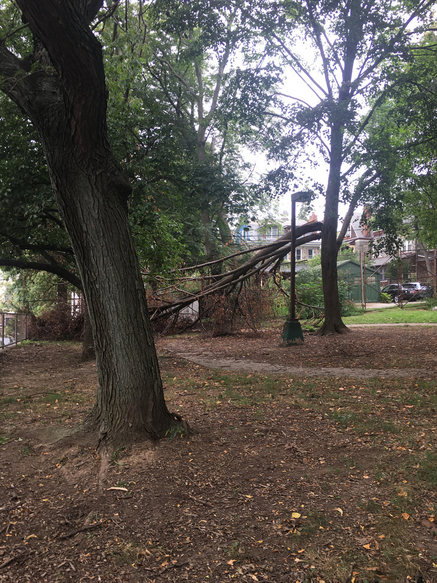 Photographic documentation of the work as submitted to the city's 311 record.