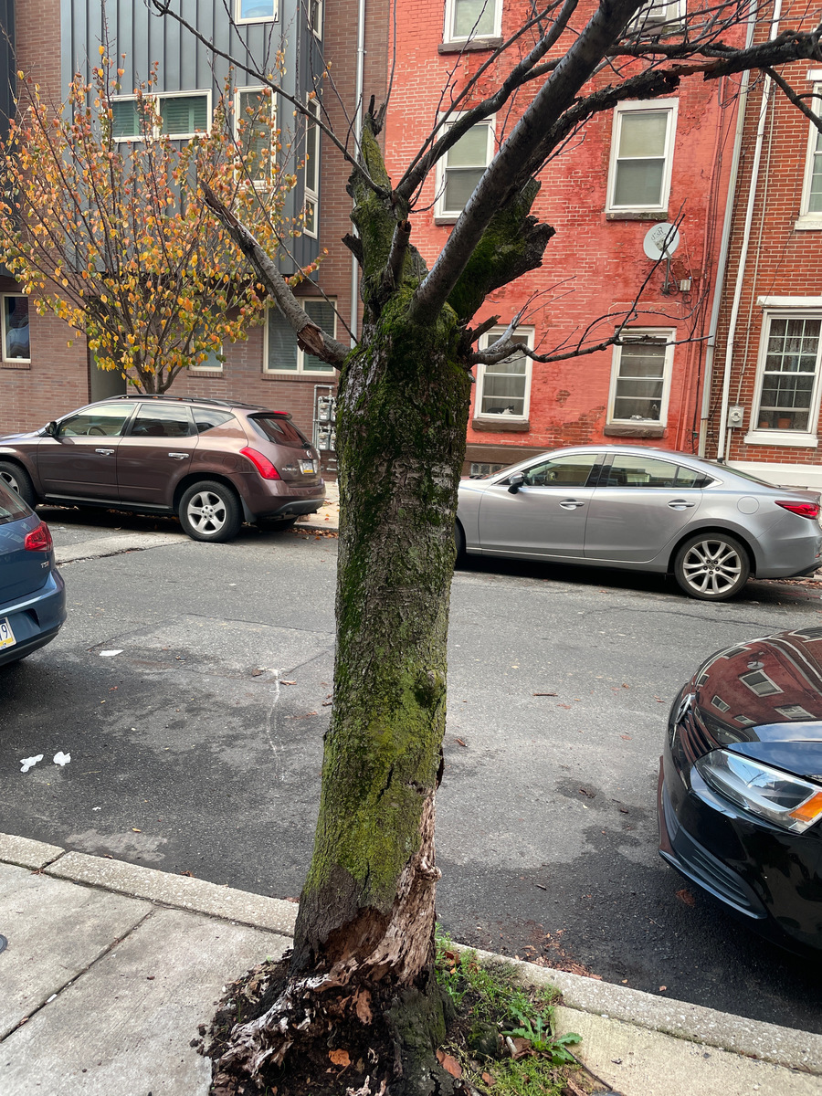 Photographic documentation of the work as submitted to the city's 311 record.