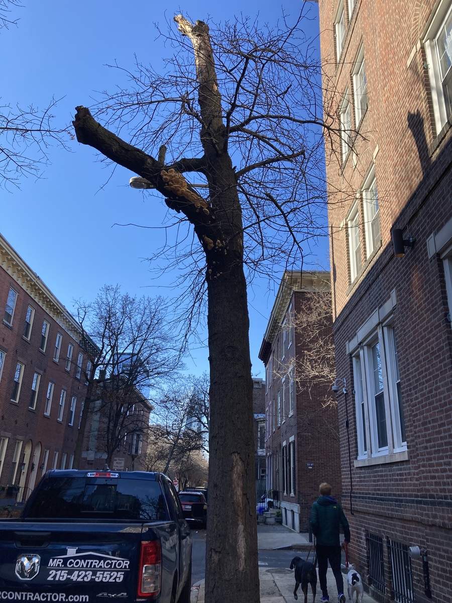 Photographic documentation of the work as submitted to the city's 311 record.