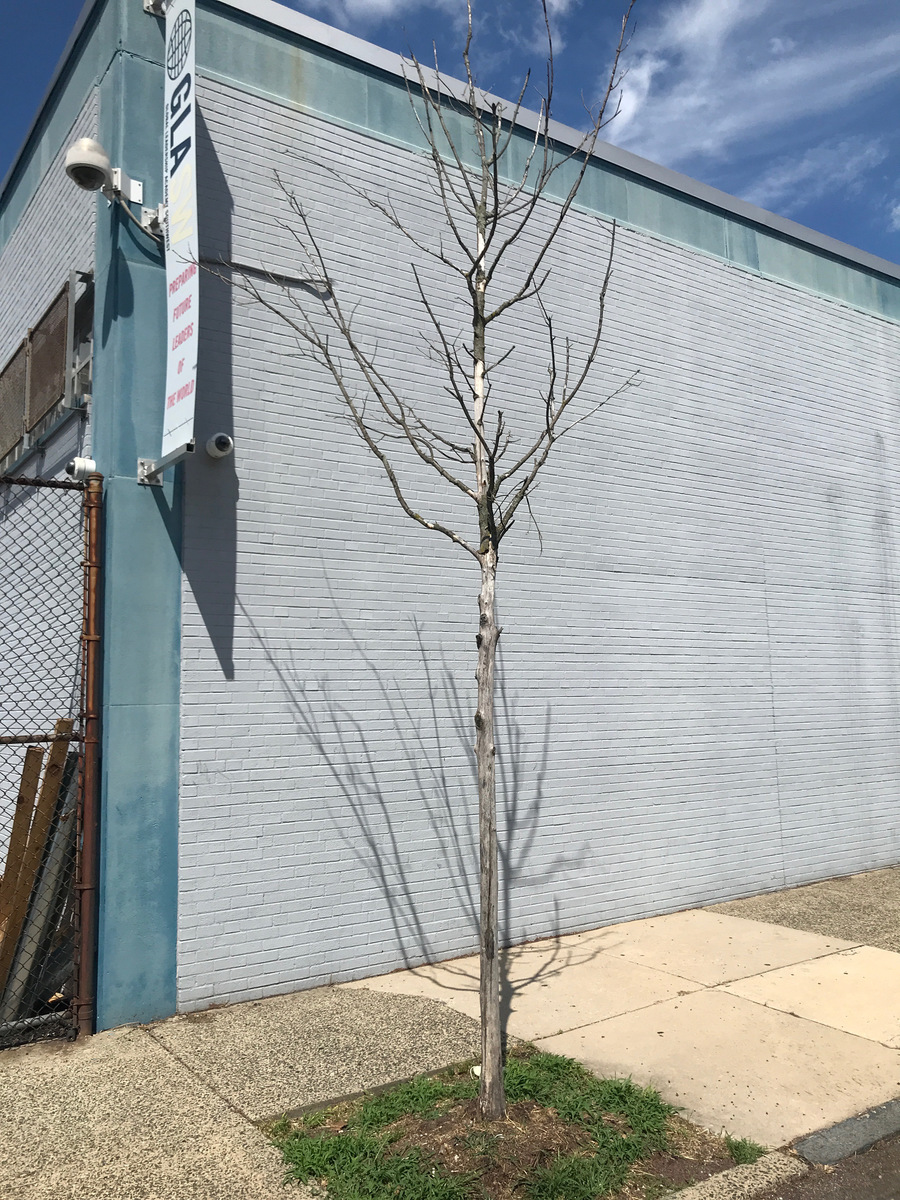 Photographic documentation of the work as submitted to the city's 311 record.