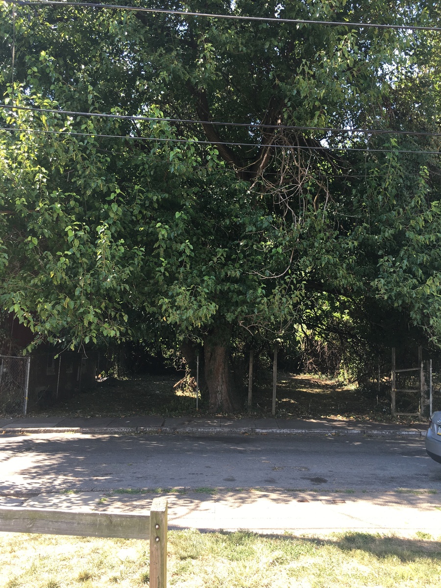 Photographic documentation of the work as submitted to the city's 311 record.