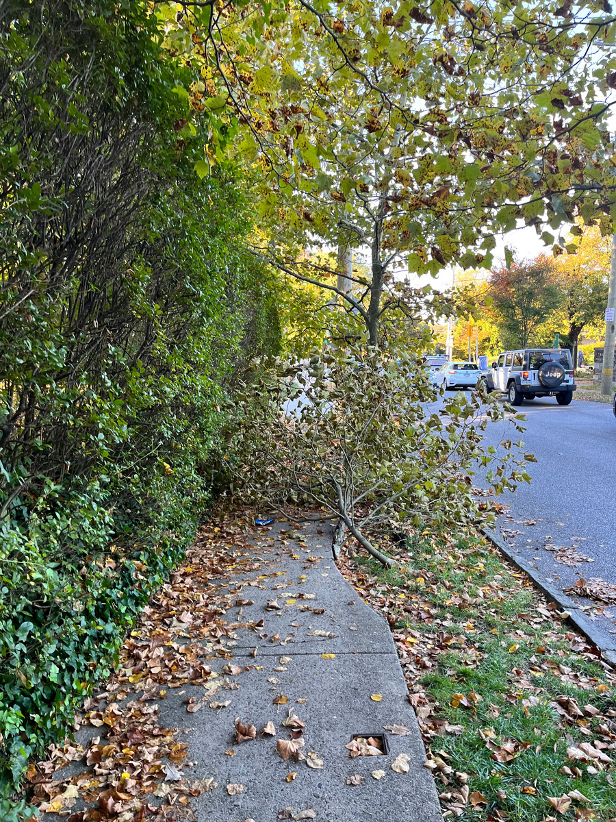 Photographic documentation of the work as submitted to the city's 311 record.