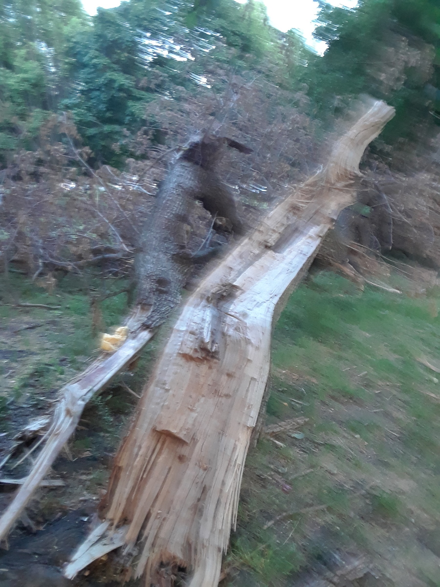Photographic documentation of the work as submitted to the city's 311 record.