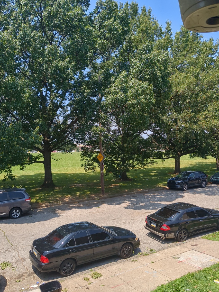 Photographic documentation of the work as submitted to the city's 311 record.