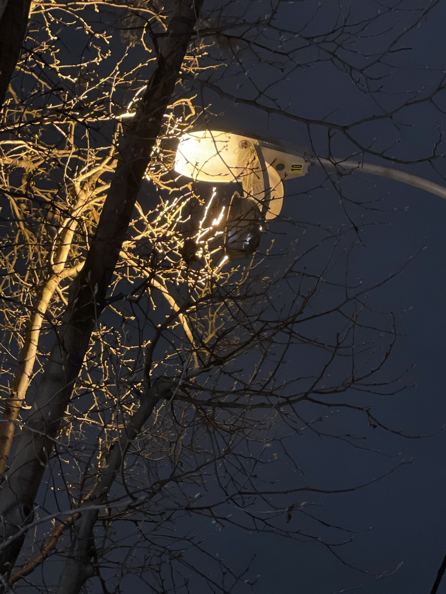 Photographic documentation of the work as submitted to the city's 311 record.