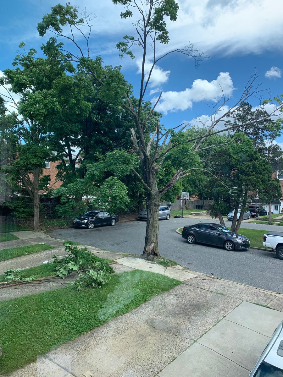 Photographic documentation of the work as submitted to the city's 311 record.