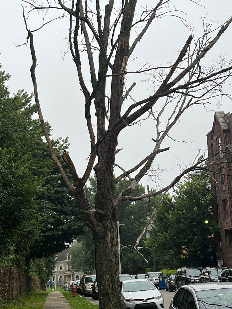 Photographic documentation of the work as submitted to the city's 311 record.