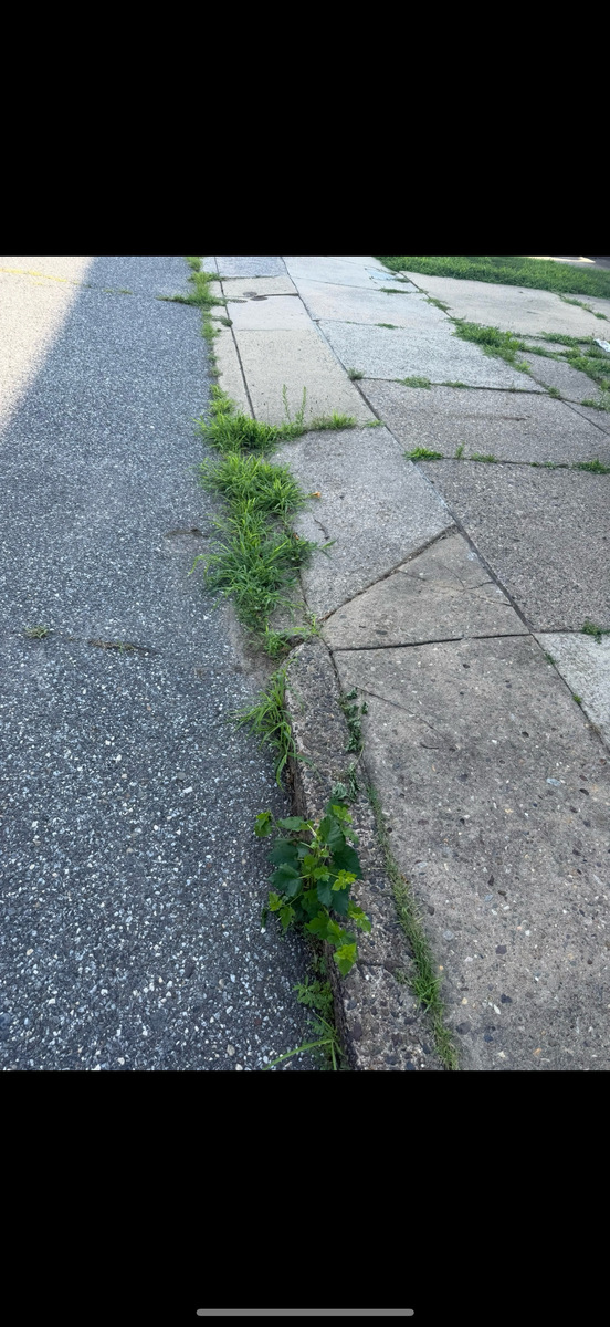 Photographic documentation of the work as submitted to the city's 311 record.