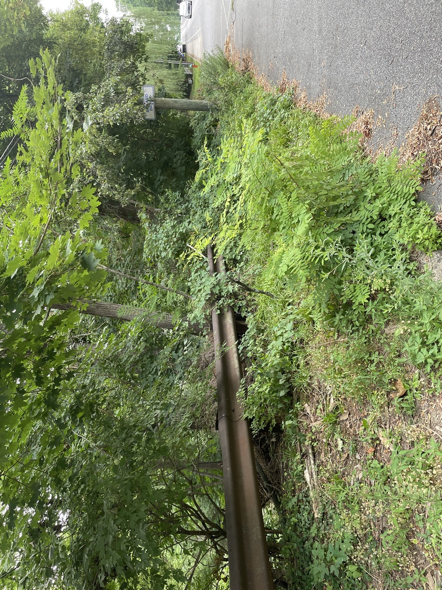 Photographic documentation of the work as submitted to the city's 311 record.