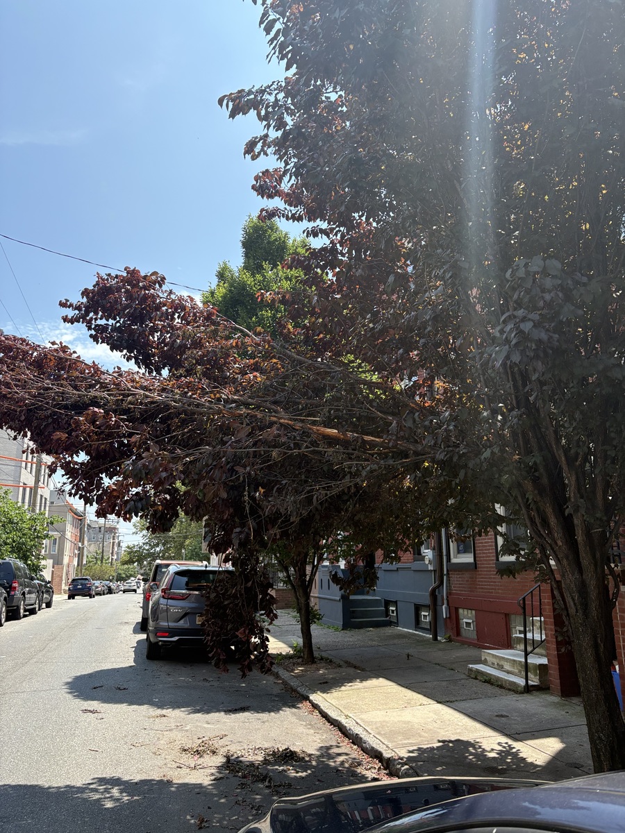 Photographic documentation of the work as submitted to the city's 311 record.
