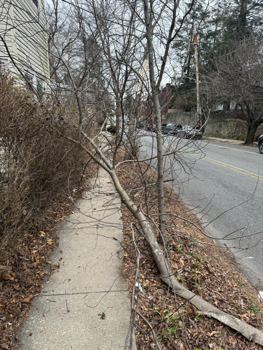 Photographic documentation of the work as submitted to the city's 311 record.