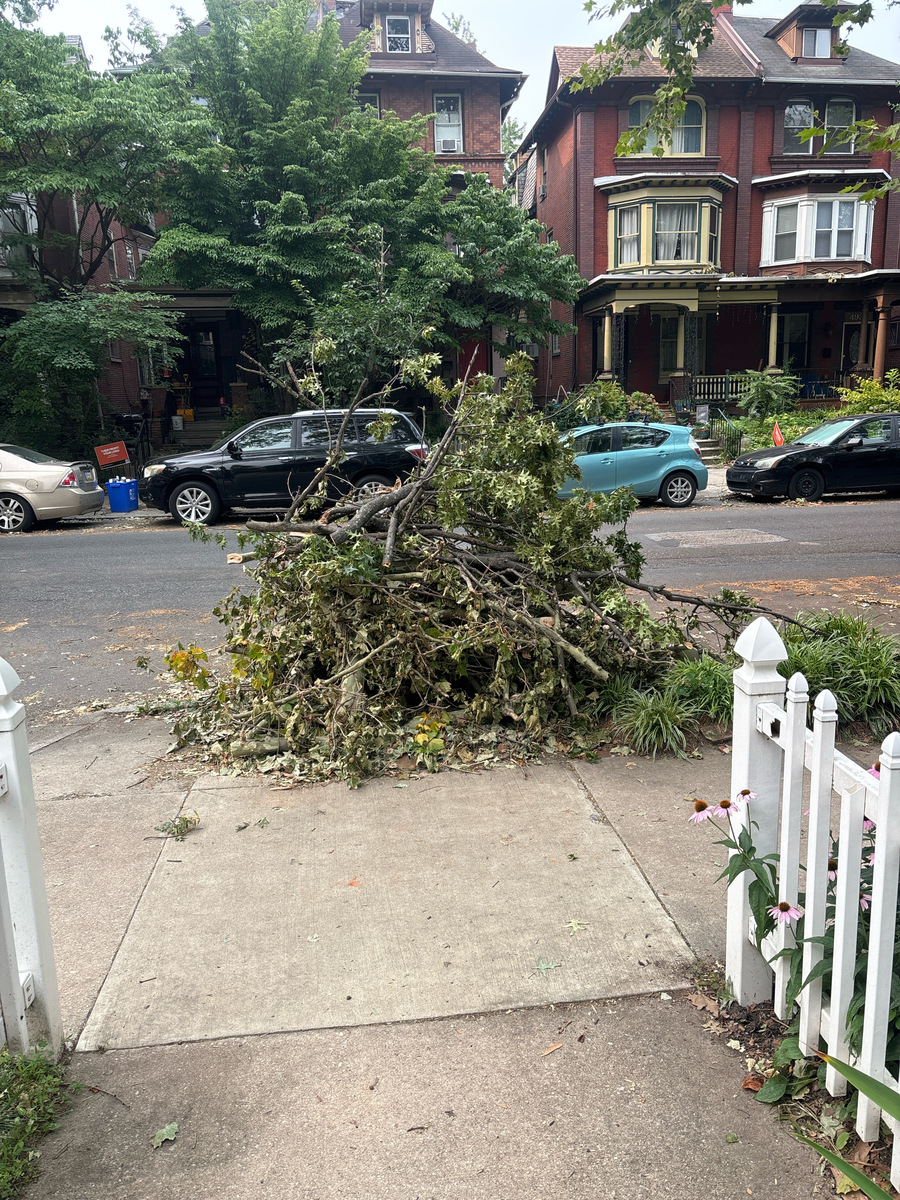 Documentation of Untitled (Street Trees) — Cedar Park, as submitted to Philadelphia 311.