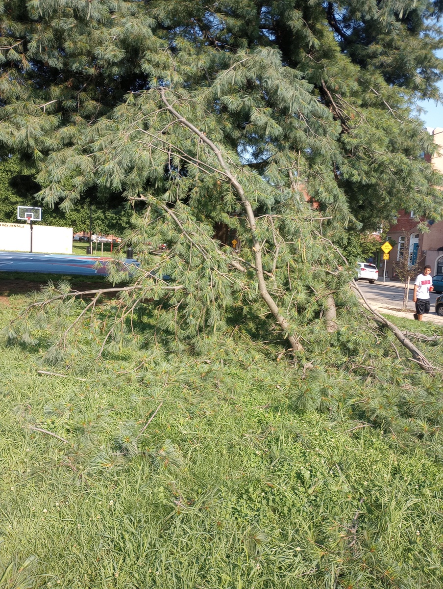 Photographic documentation of the work as submitted to the city's 311 record.
