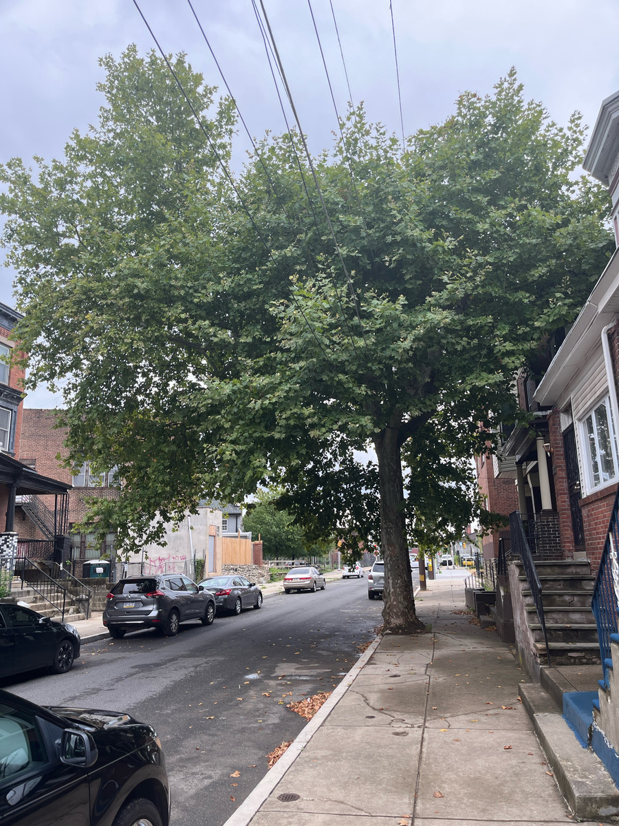Photographic documentation of the work as submitted to the city's 311 record.