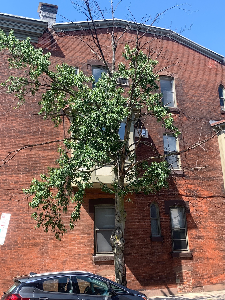 Photographic documentation of the work as submitted to the city's 311 record.