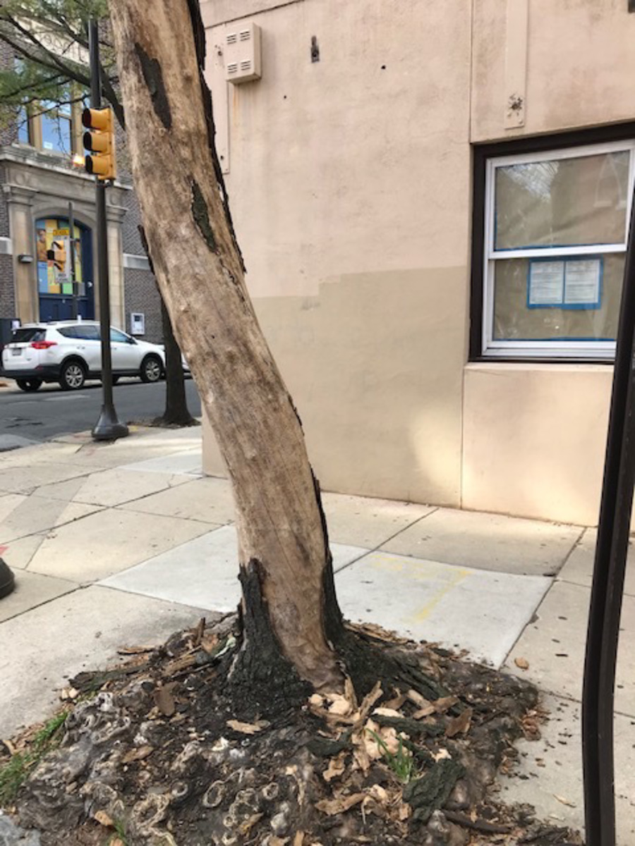 Photographic documentation of the work as submitted to the city's 311 record.