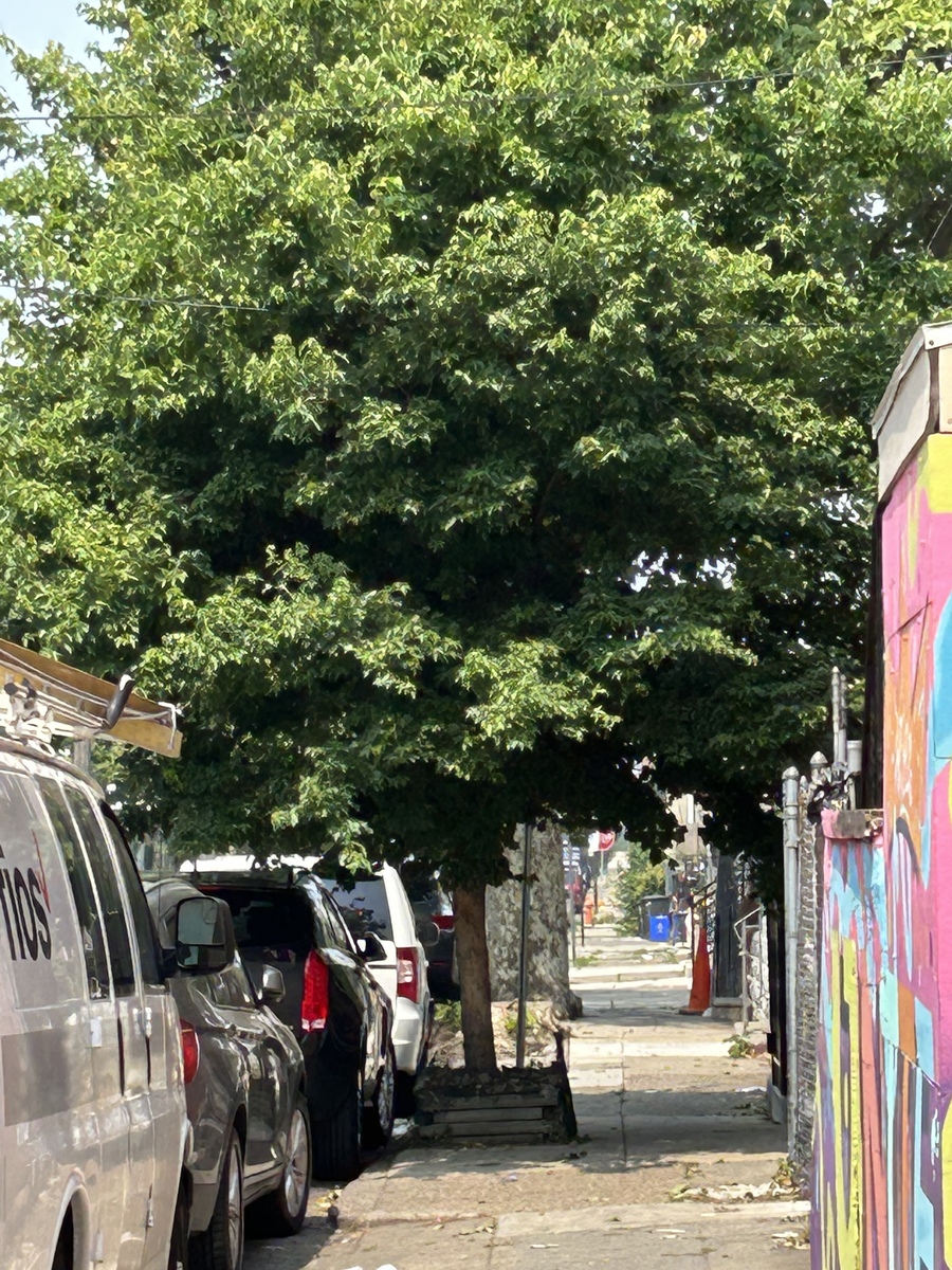 Photographic documentation of the work as submitted to the city's 311 record.