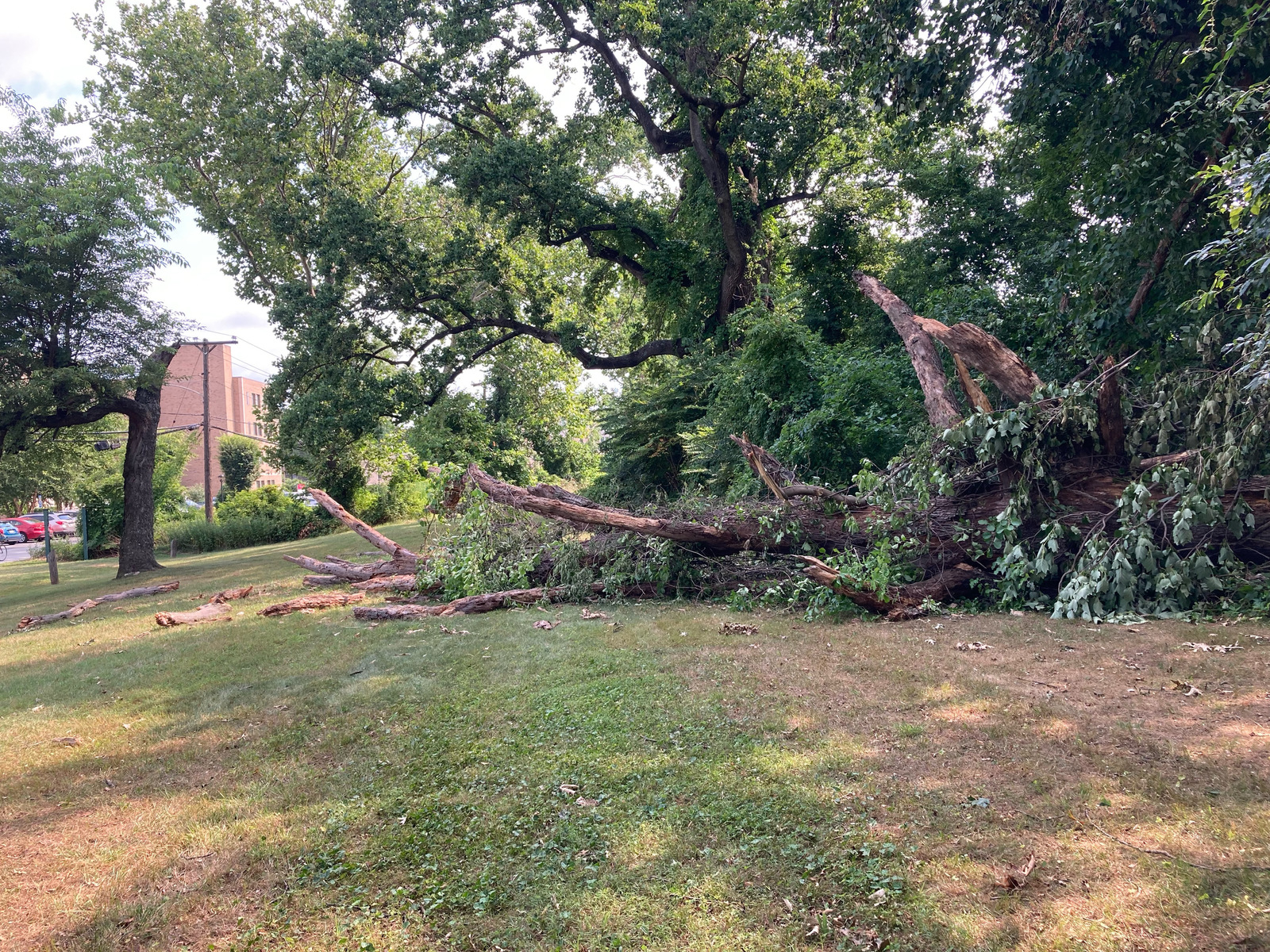 Photographic documentation of the work as submitted to the city's 311 record.