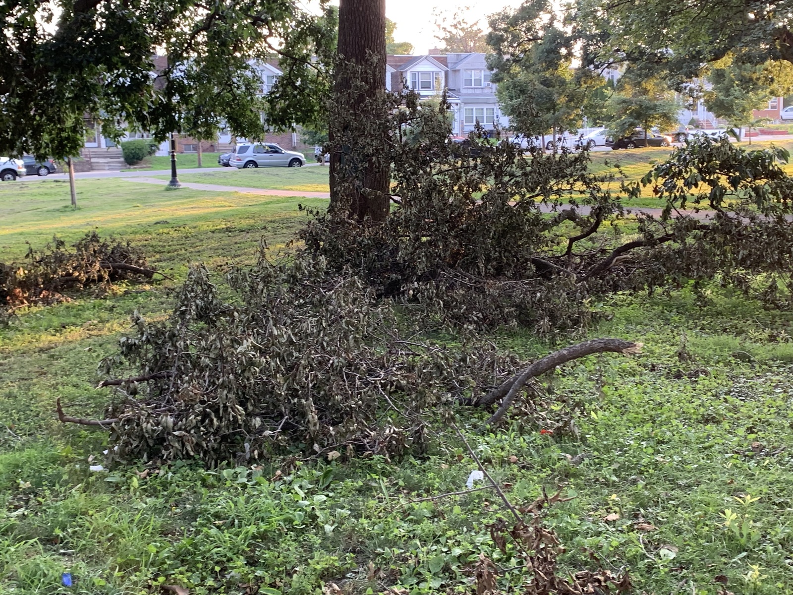 Photographic documentation of the work as submitted to the city's 311 record.