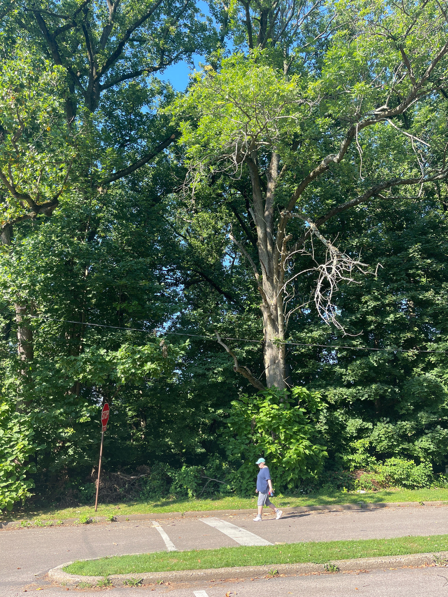 Photographic documentation of the work as submitted to the city's 311 record.