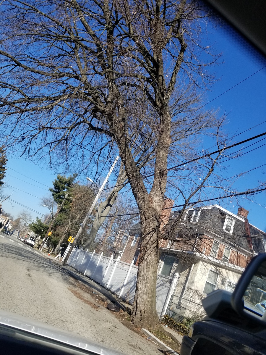Photographic documentation of the work as submitted to the city's 311 record.