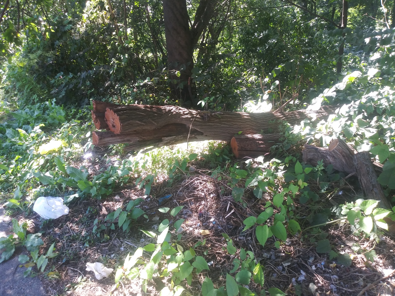 Photographic documentation of the work as submitted to the city's 311 record.