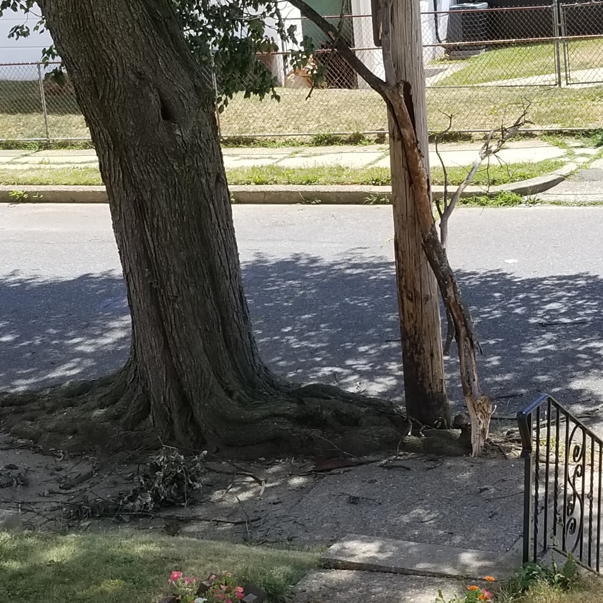 Photographic documentation of the work as submitted to the city's 311 record.