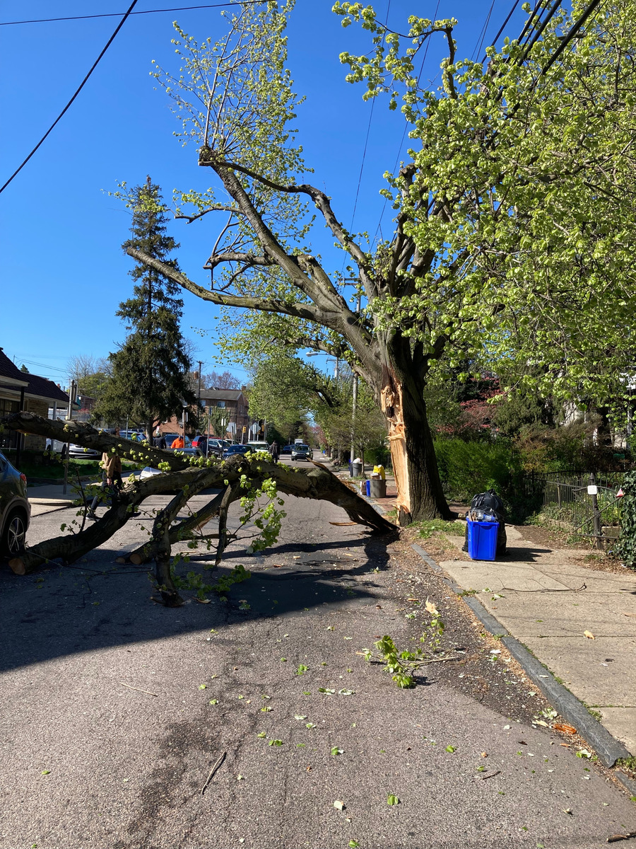 Photographic documentation of the work as submitted to the city's 311 record.