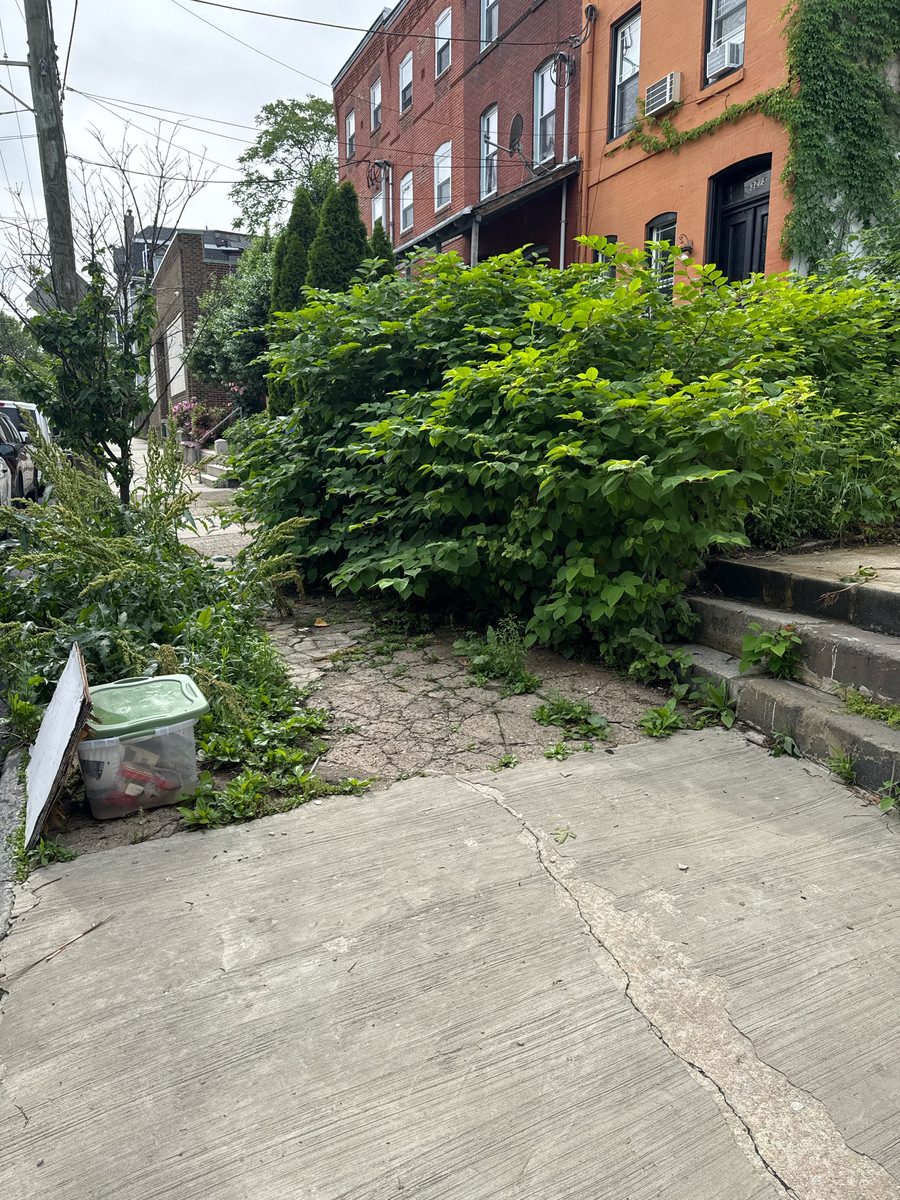 Photographic documentation of the work as submitted to the city's 311 record.