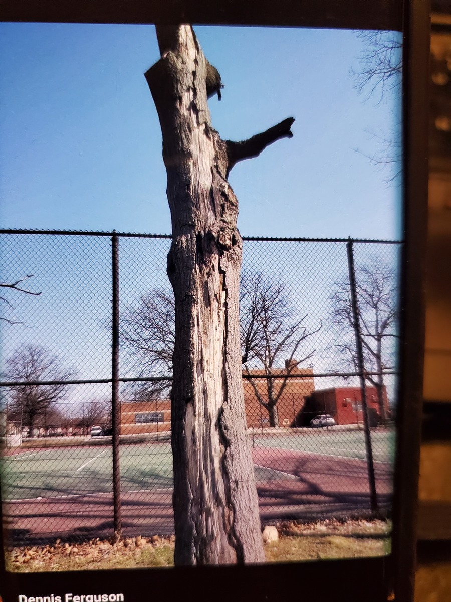 Photographic documentation of the work as submitted to the city's 311 record.