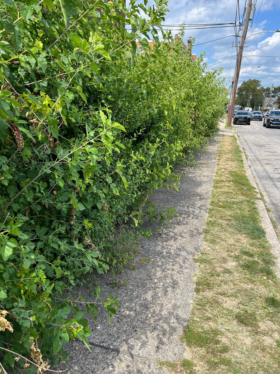Photographic documentation of the work as submitted to the city's 311 record.