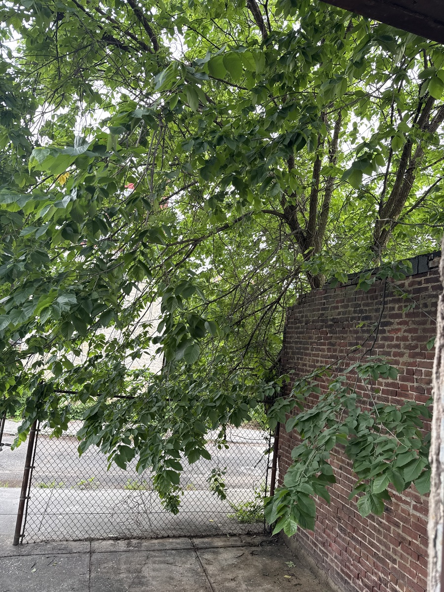Photographic documentation of the work as submitted to the city's 311 record.