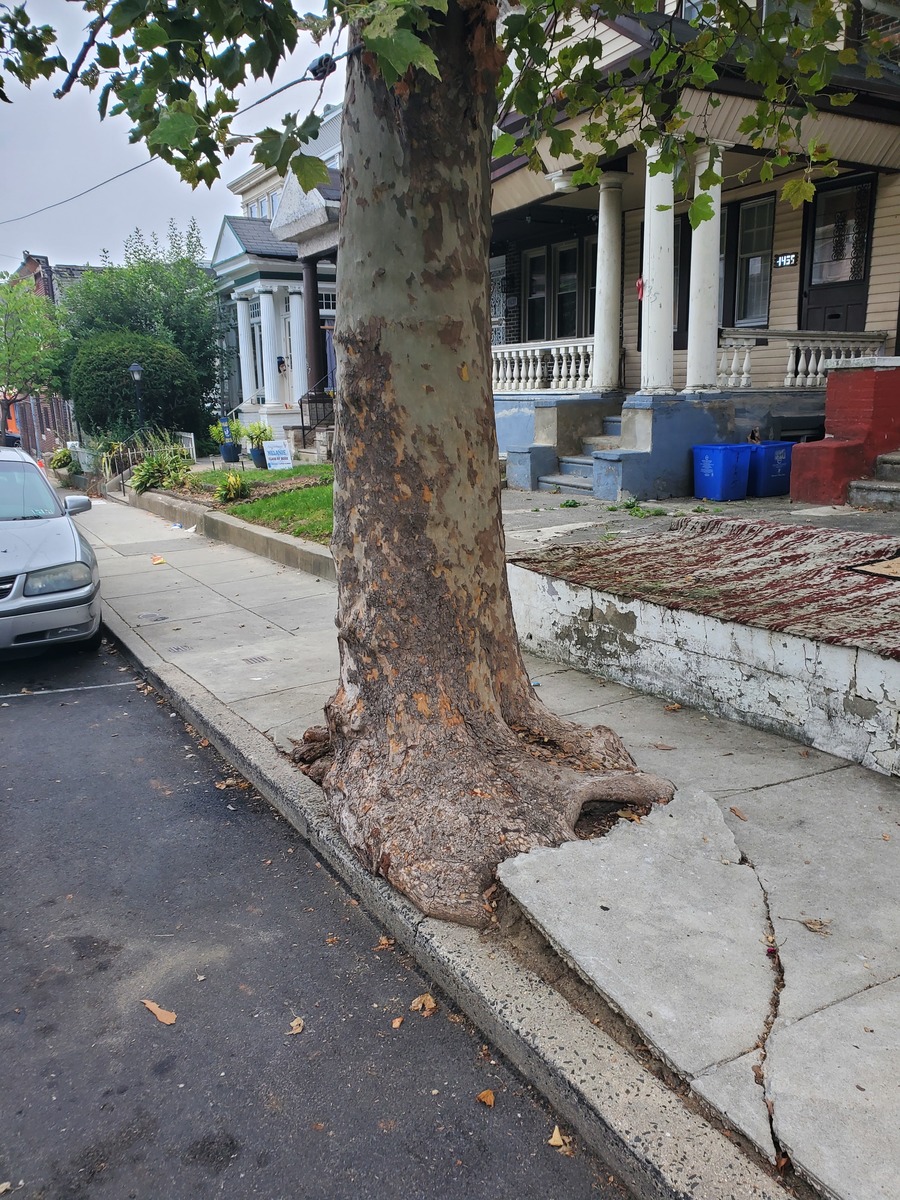 Photographic documentation of the work as submitted to the city's 311 record.